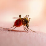 malaria-has-been-reported-in-Florida-and-texas-on-a-rare-basis