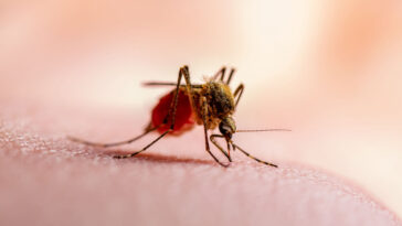 malaria-has-been-reported-in-Florida-and-texas-on-a-rare-basis