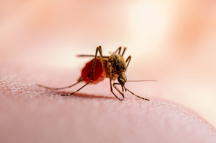 malaria-has-been-reported-in-Florida-and-texas-on-a-rare-basis